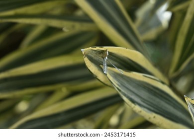 Vista en ángulo lateral de un insecto saltador del género Zoraida con las alas levantadas, sentado en la punta de una hoja abigarrada de una canción de la India (Dracaena reflexa).