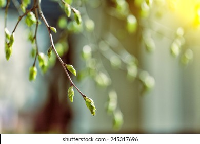 rama de árbol con fondo de brotes, primavera