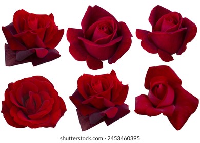 Six dark red roses isolated on white background. Photo with clipping path.