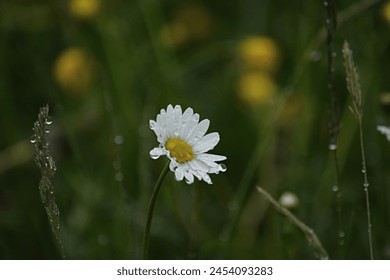 white field chamomile with raindrops in the field
