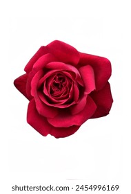 Red Rose Flower Isolated White Background