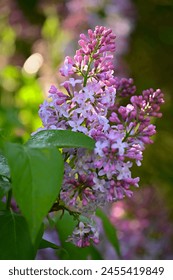 Beautiful blooming spring shrub. Purple lilac. (Syringa) Blurred natural green background.