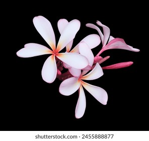 Plumeria or Frangipani or Temple tree flower. Close up single white-yellow plumeria flowers bouquet isolated on black background.