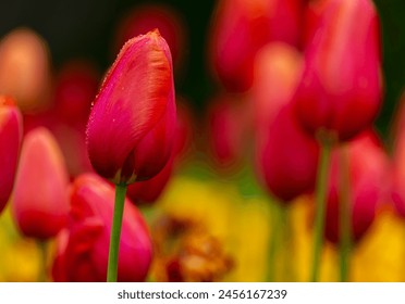 Tulip Avignon, selective focus on single flower, blooming in Spring. Raindrops on vibrant orange red silky petals. Blurred floral background. Dublin, Ireland