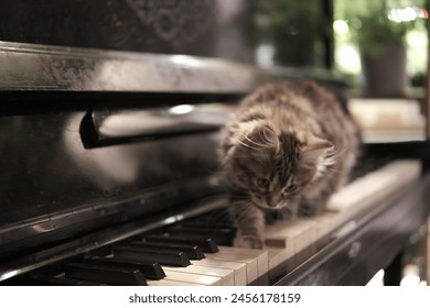 Mèo con vui nhộn chơi đàn piano bằng chân. Âm nhạc và thú cưng. Bài học piano. Bàn phím cổ điển cũ. Điện ảnh. Nội thất gia đình, màu sắc dịu nhẹ. Giáo dục tại nhà