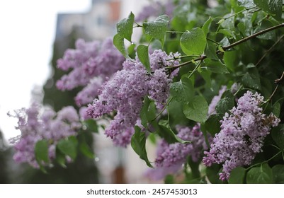 Lila bloemen in de tuin