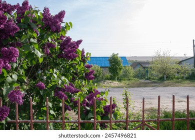 large bush of purple lilac against a background of blue and clear sky, near the fence of a village house, decorative bushes blooming in early spring,High quality photo