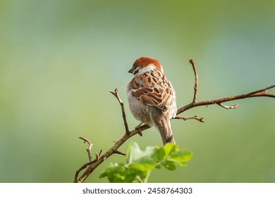 Ptak wróbel siedzący na gałęzi drzewa. Wróbel domowy, samica śpiewająca (Passer domesticus) siedząca i śpiewająca na brązowej gałęzi drzewa z żółtym, nieostrym, negatywnym tłem. Dzikie zwierzęta wróbla.