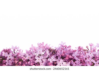 Verse lila bloesem prachtige paarse bloemen. Vliegende of zwevende lila bloemen geïsoleerd op roze. Lente bloemen conceptie. Moederdag, vrouwendag concept. Lila takken. Ruimte voor tekst.