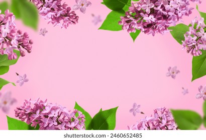 Verse lila bloesem prachtige paarse bloemen. Vliegende of zwevende lila bloemen geïsoleerd op roze. Lente bloemen conceptie. Moederdag, vrouwendag concept. Lila takken. Ruimte voor tekst.