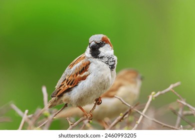 Ptak wróbel siedzący na gałęzi drzewa. Wróbel domowy, samica śpiewająca (Passer domesticus) siedząca i śpiewająca na brązowej gałęzi drzewa z żółtym, nieostrym, negatywnym tłem. Dzikie zwierzęta wróbla.