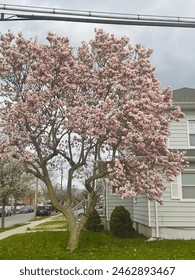 La saison du printemps arrive avec le retour de la vie après les défis de l'hiver.🫶