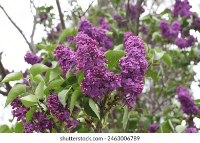 Purple lilac flower in cluster with lush green leaves