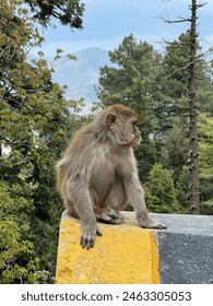 Macaco nas montanhas, em Punjab, Paquistão datado de 12 de maio de 2024, hora 11h27 no domingo