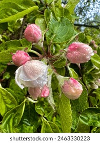 Apfelbaumblüte, Apfelbaum in Blüte, zarte Blüten