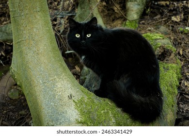 A Felidae szervezet, a fekete macska, egy kis és közepes méretű húsevő, egy mohos sziklán ül, szárazföldi növényekkel körülvéve az erdőben.