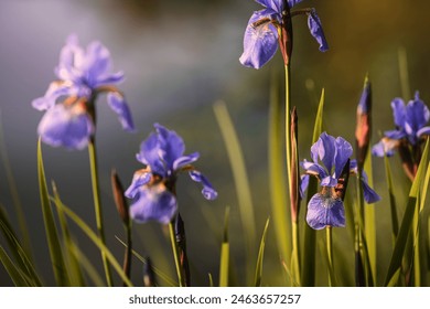 Blue Iris Flowers Close-up Photo with Narrow Depth of field