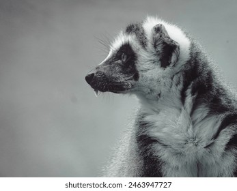 12.05.2024. Belgrado, Sérvia. Safári Urbano - Expedição Fotográfica na Vida Selvagem do Zoológico de Belgrado. Experiência em Ambientes Urbanos. Lêmures, macacos, símios e outros mamíferos em recinto. 7