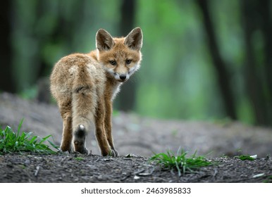 Dhelpra e re e lezetshme e kuqe në pyll (Vulpes vulpes)