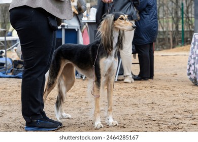 Le maître présente une race de chien, le Saluki, à une exposition canine. Le Saluki est une race standardisée issue des lévriers, des chiens qui chassent principalement à vue plutôt qu'à l'odorat.