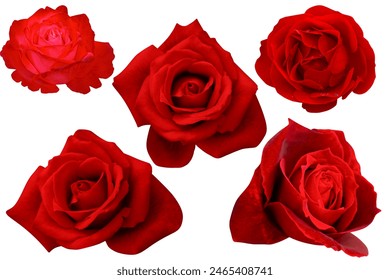 Fënnef crimson Rousen bléie isoléiert op de wäisse Hannergrond.Foto mat Ausschnëtt.
