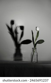 Bunga tulip berwarna putih musim bunga dengan dua dalam bayang-bayang dalam botol, konsep kesunyian, kematian, berkabung dan kehilangan