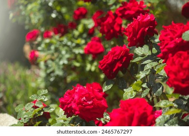 Beautiful red roses blooming in summer garden. Rose flowers growing outdoors, nature, blossoming flower art design background. Bright rose buds close-up over green grass. Nature, Gardening, design.