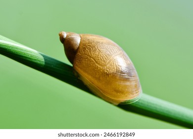 Lumaca ambrata comune (Succinea putris).