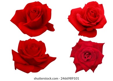 4 Red roses heads blooming isolated on the white background. Photo with clipping path.