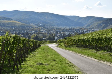route à travers les vignobles verdoyants jusqu'à Ahrweiler