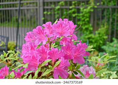 Prekrasna jarko roze bis Azalea Autumn Twist cvjeta u proljeće. Close up.
