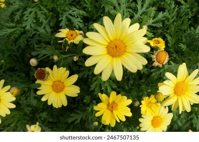 Argyranthemum 'Yellow' Margarita tan hermosa.