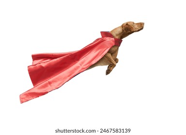 Superdog Vizsla trong chiếc áo choàng siêu anh hùng màu đỏ đang bay tách biệt trên nền trắng