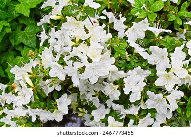 Nježni bijeli cvjetovi grma azaleje "Pleasant White" (Girard) cvjetaju u proljeće. Close up.