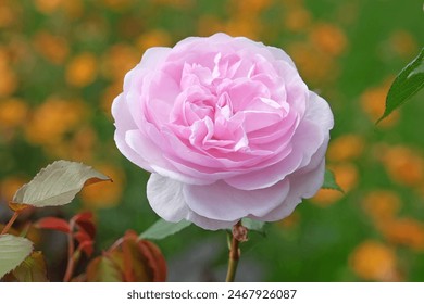 Bledo roza angleška grmičasta vrtnica Rosa 'Olivia Rose Austin' v cvetu.