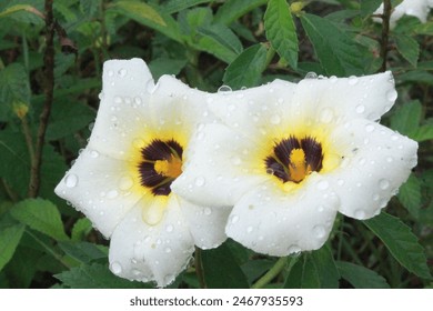 Turnera ulmifolia veya bilinen adıyla sekiz saat çiçeği, sekiz saat çiçeği cinsinden bir çiçekli bitki türüdür. Bu bitki Meksika ve Batı Hint Adaları'ndan gelmektedir.