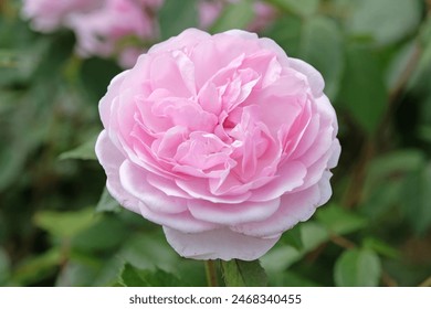 Bledo roza angleška grmičasta vrtnica Rosa 'Olivia Rose Austin' v cvetu.