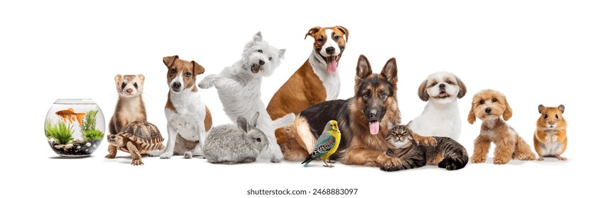 Collage. Hausdéieren rangéiert vu Fësch a Schossel bis frech Hamster, dorënner Frettchen, Schildkröten, Kanéngercher, Villercher, Kazen, a verschidde Hënn. Konzept vun Déier, Hausdéierefleeg, Veterinär. Kopie Plaz fir Annonce
