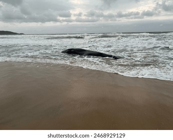 Gestrand Wal op Florianópolis Beach