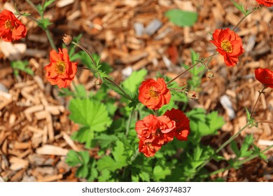 스코틀랜드에서 번식한 품종인 Geum Scarlet Tempest는 반 상록성, 덩어리 형성, 초본 다년생 식물로 불임 잡종이며, 매우 긴 개화 기간을 가지고 있습니다.