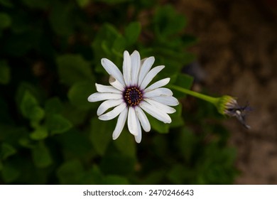 Africká sedmikráska známá také jako Osteospermum v dokonalých detailech.