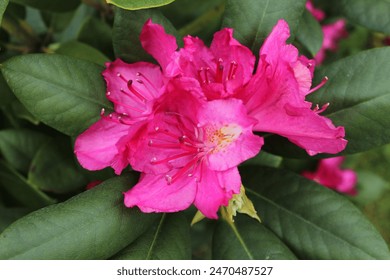 Krupni plan cvjetne grane ružičaste azaleje u proljeće. Azalea vrt izbliza. Cvijeće azaleje (Rhododendron). Polulistopadne biljke Ericaceae. Sezona cvatnje u botaničkoj bašti.