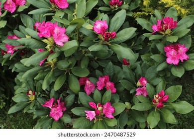 Krupni plan cvjetne grane ružičaste azaleje u proljeće. Azalea vrt izbliza. Cvijeće azaleje (Rhododendron). Polulistopadne biljke Ericaceae. Sezona cvatnje u botaničkoj bašti.