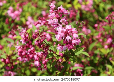 Yuki Cherry Blossom Deutzia od Proven Winners to krzew o deszczach eleganckich, dzwonkowatych różowych kwiatów, które wiosną tworzą dywan kolorów