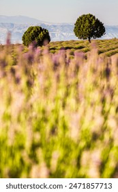 Two trees amidst lavender field, embodying tranquility and nature.