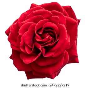 Dark red rose blossom with velvet-like surface of the petals, isolated image on transparent background