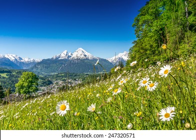 Panoramic view of beautiful mountain landscape in the Alps with green mountain pastures with flowers and snow capped mountains in the background in springtime