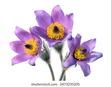 Pulsatilla grandis, tres flores de Pascua aisladas sobre fondo blanco. Hermosa flor azul de la flor de Pascua mayor o flor de Pascua en el prado, en latín pulsatilla grandis