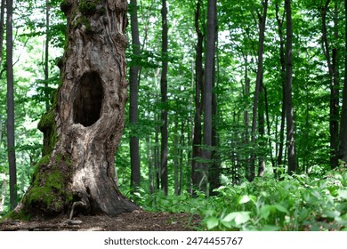 Vecchio tronco d'albero con cavità nella foresta