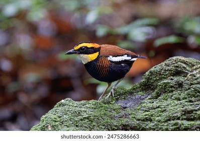 Malayan banded pitta (Hydrornis irena) is a species of bird in the family Pittidae. Other common names include the blue-tailed pitta, the Irene's pitta, the banded pitta.Bird in Thailand.